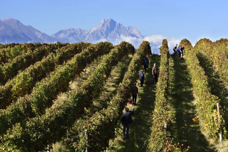 Consorzio-di-tutela-vini-d-abruzzo