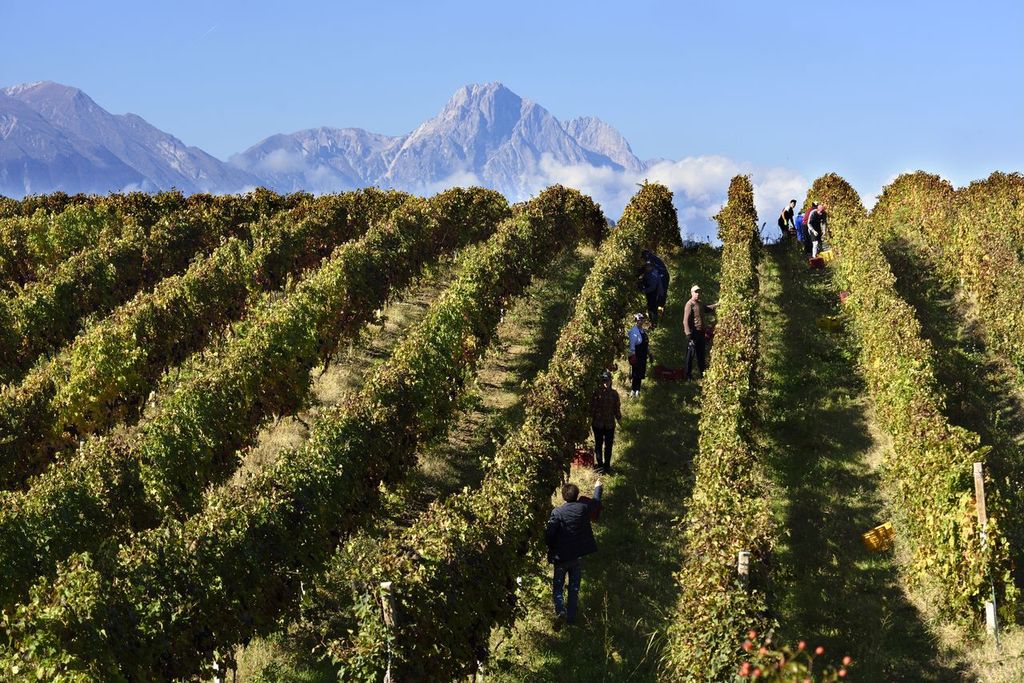 Consorzio-di-tutela-vini-d-abruzzo