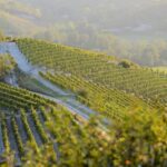 10-vigneti-a-parodi-ligure-consorzio-del-gavi-©-maurizio-ravera