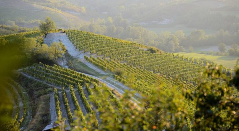 10-vigneti-a-parodi-ligure-consorzio-del-gavi-©-maurizio-ravera