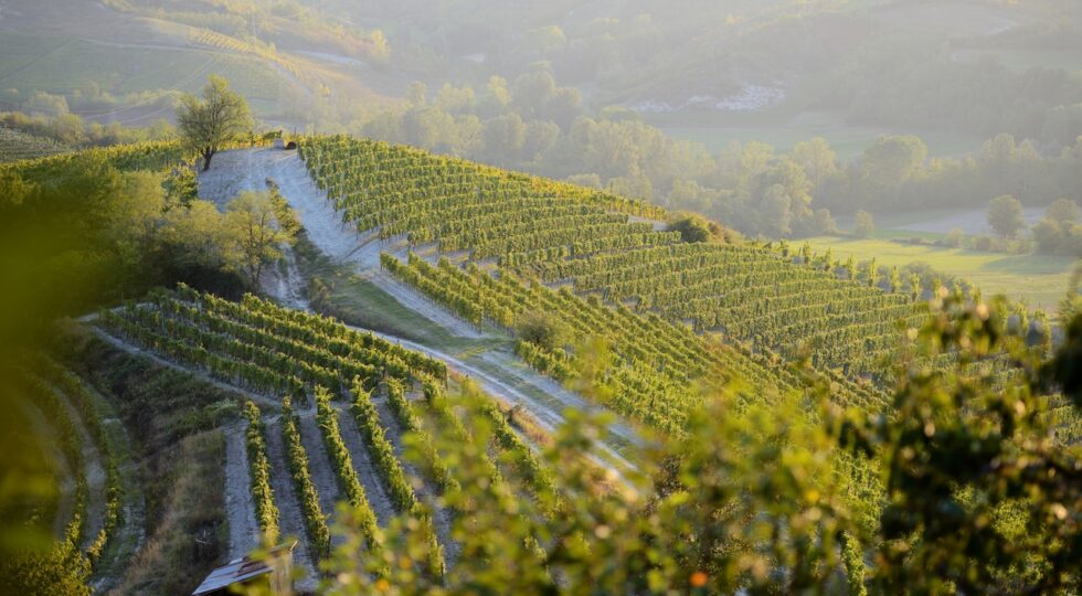 10-vigneti-a-parodi-ligure-consorzio-del-gavi-©-maurizio-ravera